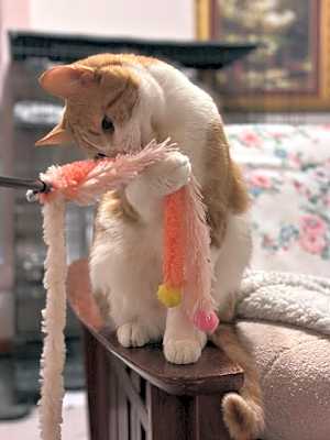 Photo of Perry #image