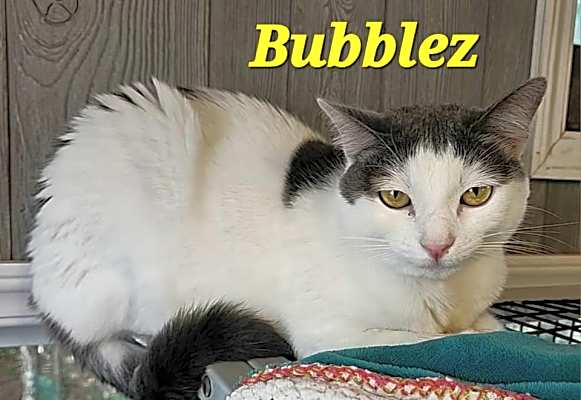 Photo of Bubblez #image