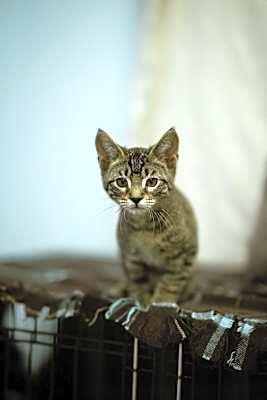 Photo of Azriel #image