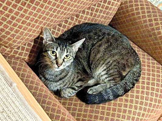 Photo of Peach #image