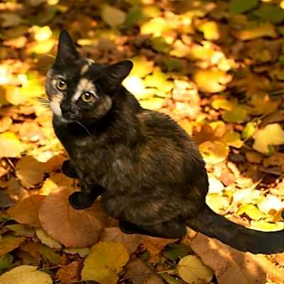 Photo of Momma Wendy (Wendy's Litter) #image