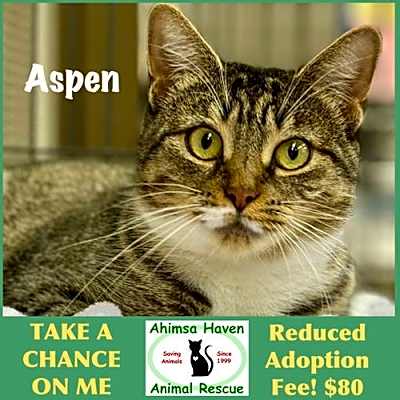 Photo of Aspen #image
