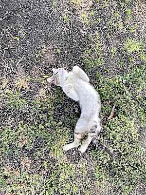 Photo of Daddy Cat #image