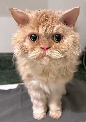 Photo of Oliver #image