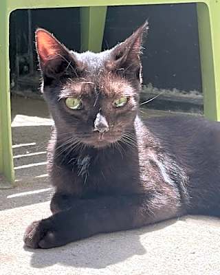 Photo of Jenson (Jetty) (Cocoa) #image