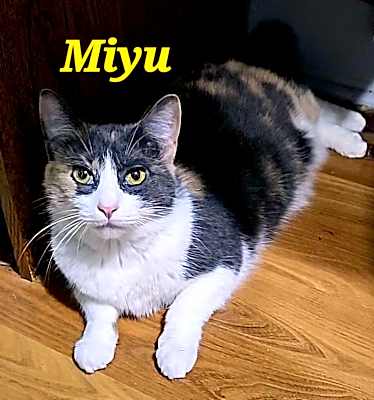 Photo of Miyu #image