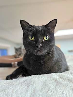 Photo of Mystique #image
