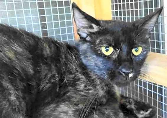 Photo of A-Tora - Barn Cat #image