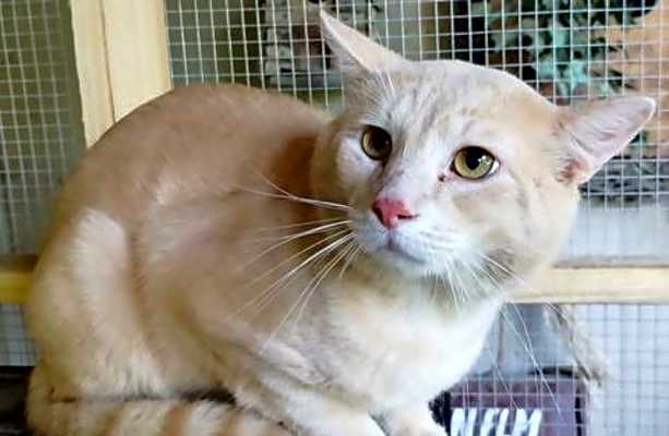 Photo of A-Peaches - Barn Cat #image