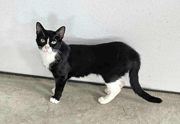 Photo of Raven (Kitty) #image