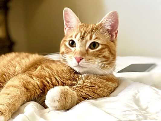 Photo of Henry #image