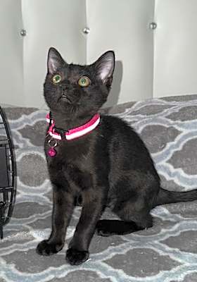 Photo of Midnight #image