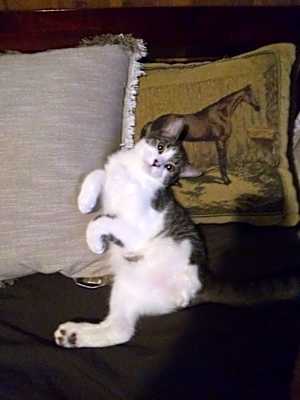 Photo of Brodie a tripod #image