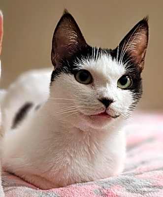 Photo of Cho #image