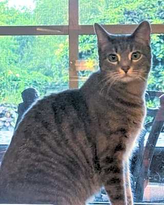Photo of Silver #image