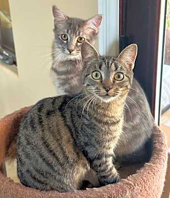 Photo of Emery & Sage #image