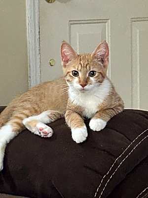 Photo of Cheyenne #image