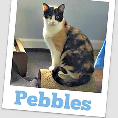 Photo of Pebbles #image