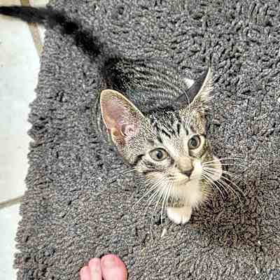 Photo of Duke #image