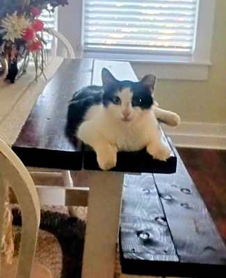 Photo of Millie #image