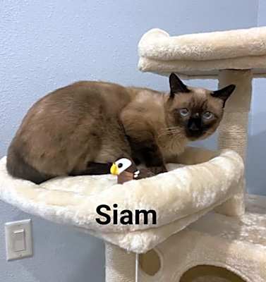 Photo of SIAM #image