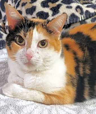 Photo of Goldie #image