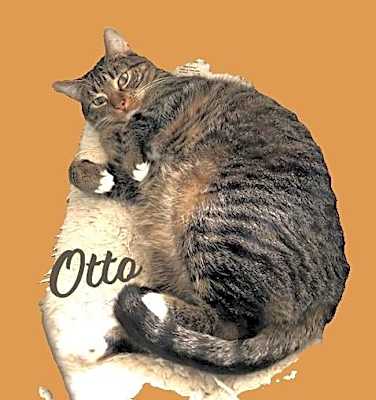 Photo of Otto #mitted-tabby #image