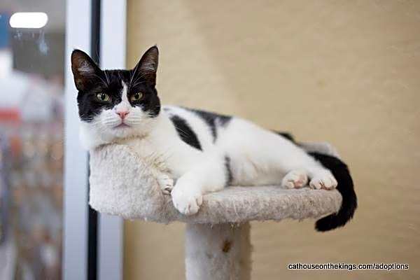 Photo of Petunia #image