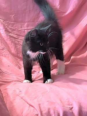 Photo of Ace/ADOPTED #image