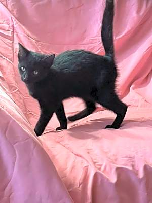 Photo of Aldie #image