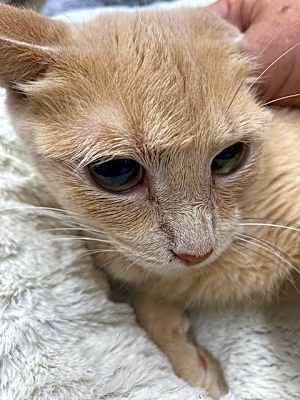 Photo of Gingersnap #image