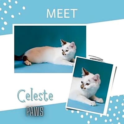 Photo of Celeste #image