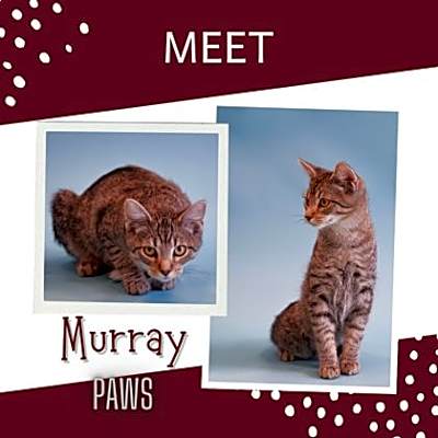 Photo of Murray #image