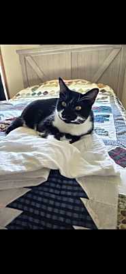 Photo of Nova #image