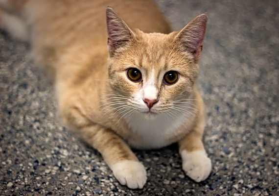 Photo of Weasley #image