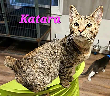 Photo of Katara #image