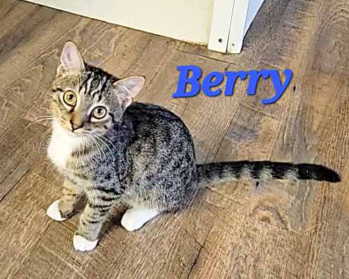 Photo of Berry #image