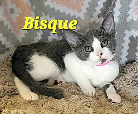 Photo of Bisque #image