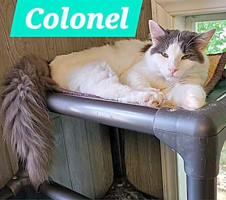 Photo of Colonel #image