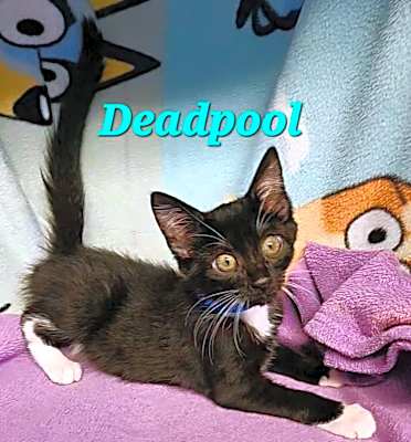 Photo of Deadpool #image