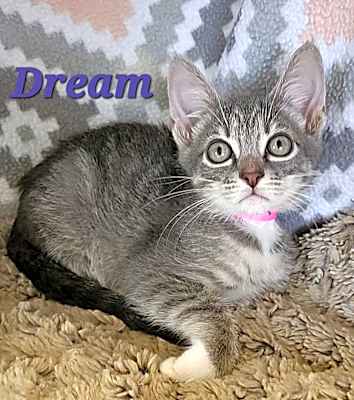 Photo of Dream #image