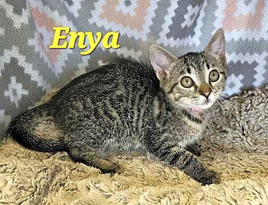 Photo of Enya #image