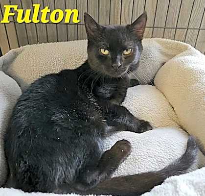 Photo of Fulton #image