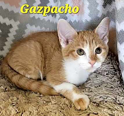 Photo of Gazpacho #image