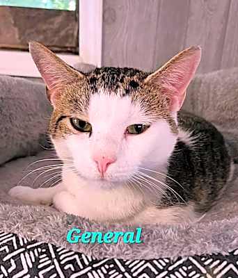 Photo of General #image