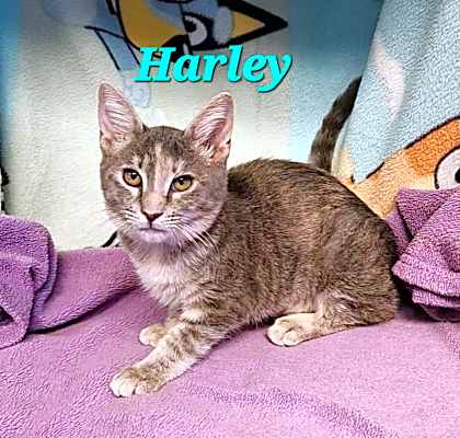 Photo of Harley #image