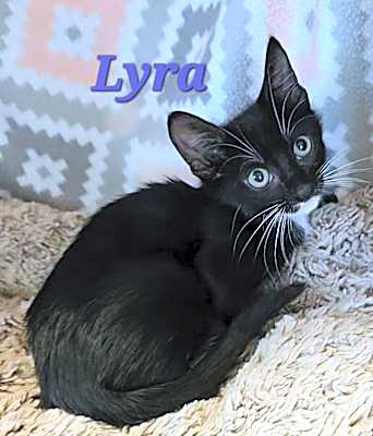 Photo of Lyra #image