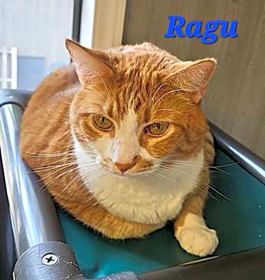 Photo of Ragu #image