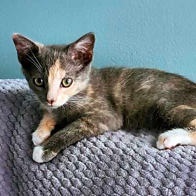 Photo of Nani #image