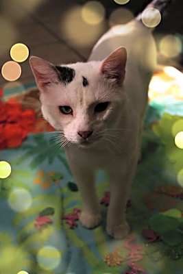 Photo of Pepper #image